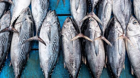 Rows of fresh fish on a blue shelf