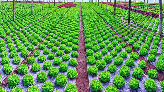 Aerial view of rows of lettuce crops in a greenhouse